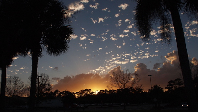 [Palm trees in the foreground on the left and right are dark. In the distance the sun is setting behind a row of trees, but in front of a bank of clouds just at the horizon. The setting sun creates a yellow cast to the low clouds. Above this bank of clouds is a mostly blue sky with numerous bright white small clouds.]